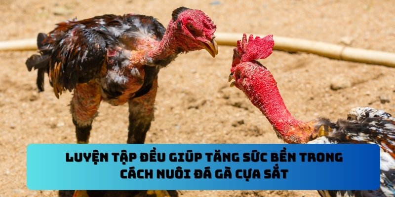 Luyện tập đều giúp tăng sức bền trong cách nuôi đá gà cựa sắt