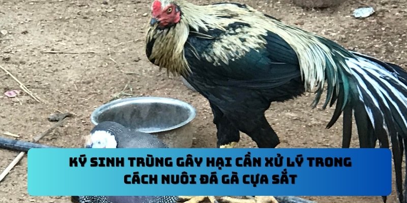 Ký sinh trùng gây hại cần xử lý trong cách nuôi đá gà cựa sắt